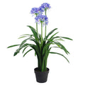 Agapanthus Blue Flower Plant Plants 90cm