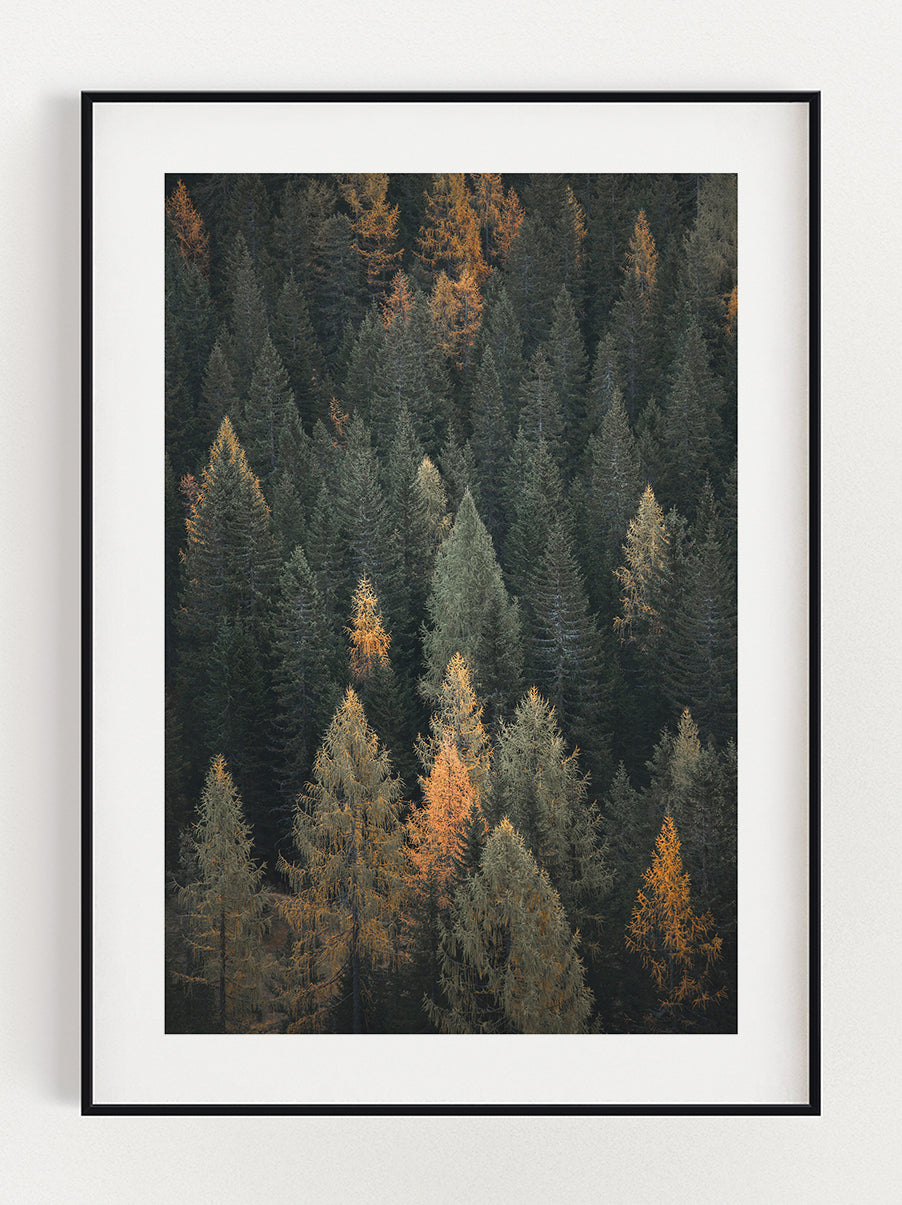 Forest Poster