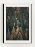 Forest Poster